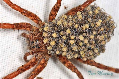 Wolf Spider With Babies Project Noah