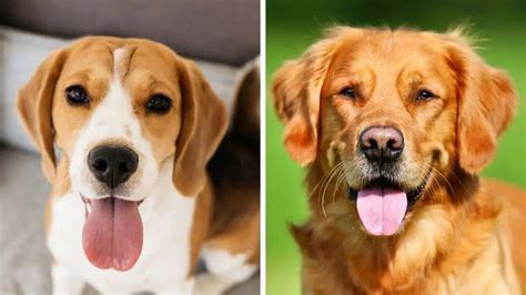 Beagle Vs Golden Retriever And The Top Dog Is Loyal Goldens