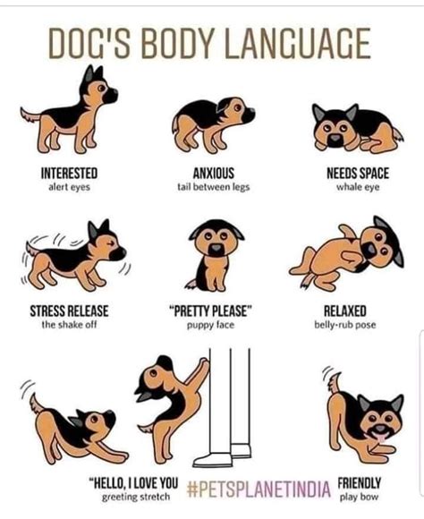 Pin By Hinemiya On Whats Wrong Dog Body Language Dog Behavior