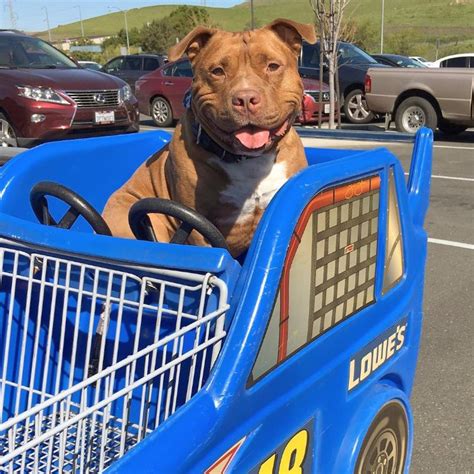 Pit Bull Cant Stop Smiling After Being Rescued These 10 Photos Say It All