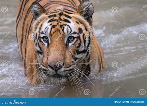 Royal Bengal Tijger Or India Tijger Panthera Tigris Tigris Stock
