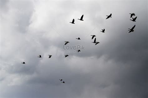 Pájaro Volador Foto Descarga Gratuita Hd Imagen De Foto Lovepik