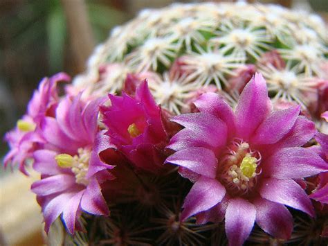 Read cactus rose story from the story bruised by drishti1409 with 24 reads. Mammillaria zeilmanniana - Rose Pincushion Cactus | World ...