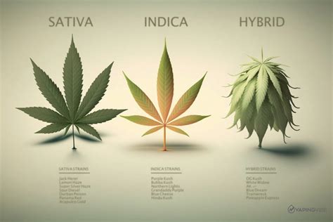 Sativa Vs Indica Vs Hybrid What Are The Differences Between Strains