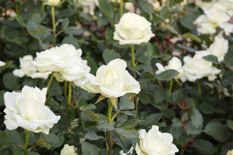 Beautiful White Roses Flower In The Garden Stock Photo Image Of