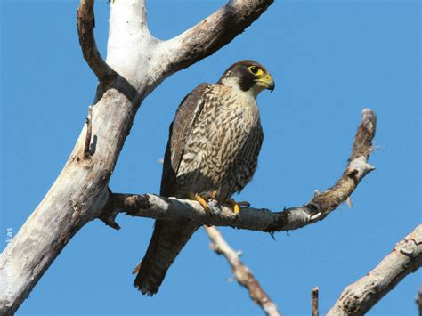 Genetics suggest the peregrine falcon is more closely related to the parrot than any other known species of raptor. Peregrine Falcon | KuwaitBirds.org