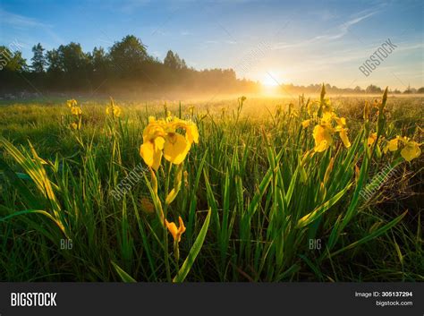 Summer Morning Image And Photo Free Trial Bigstock