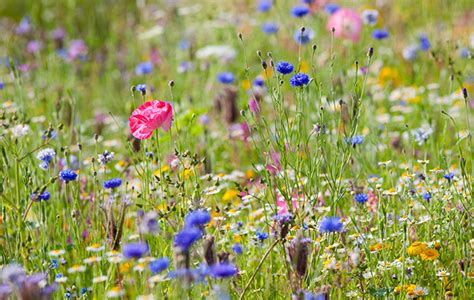 A Simple Guide To The Wildflowers Of Britain Algernon Mountweazel