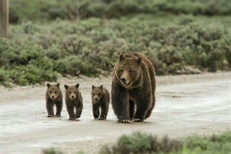 Triplets Le Grizzly Grizzly Bears Trophy Hunting Bear Hunting