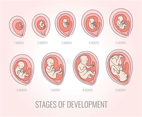 Infographic Con Las Etapas Del Embarazo Y Del Embrión Desarrollo Del