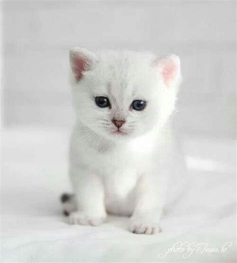 There are 1771 cute little kitten for sale on etsy, and they cost ca$21.89 on average. Cute little kitten | Animals | Pinterest