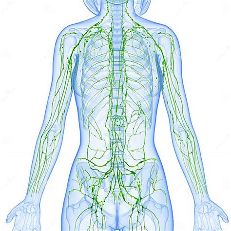 Female Lymphatic System X Ray Stock Illustration Illustration Of Node