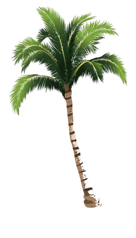 Beach Coconut Tree Png Transparent Images Png All