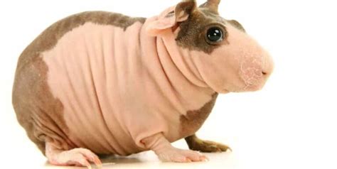 Hairless Guinea Pigs What You Need To Know Petsoid