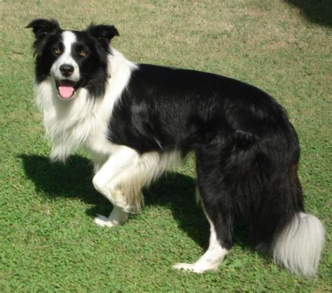 The usbcc was dedicated to preserving the border collie as a. Le border collie - Blog Canin