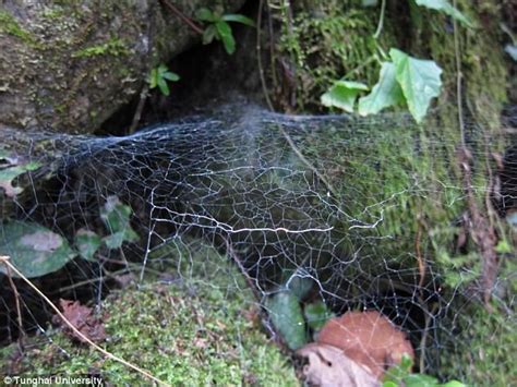 Spider Web Transforms Into Optical Illusion To Lure Prey