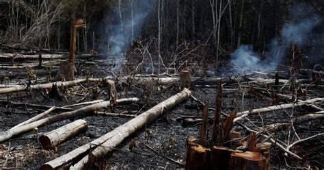 Amazon Forest Fire Brazil President Jair Bolsonaro Accuses Ngos Of