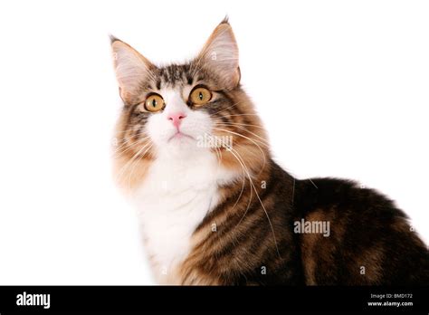 Norwegische Waldkatze Norwegian Forest Cat Stock Photo Alamy