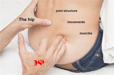 However these muscles primarily move the knee, and not generally classified as muscles of the hip. The hip: joint structure, movements and muscles