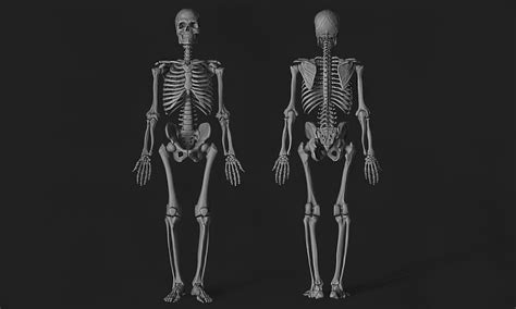 Anatomy Of The Adult Male Skeleton 3d Cgtrader