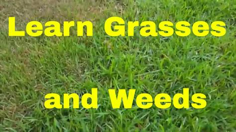 The primary focus of this material will be identifying unwanted bermuda grass. Learn Many Warm Season Grasses and Weeds - Grass and Weed ...