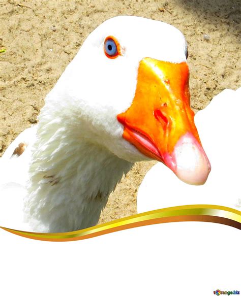 Bird Geese Funny Card On Cc By License Stock Fx №181050 Funny Goose Hd