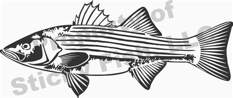 Free Free 107 Striped Bass Svg SVG PNG EPS DXF File