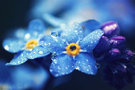 Blue Flowers With Dew Drops Close Up Shot Hd Wallpaper Wallpaper Flare