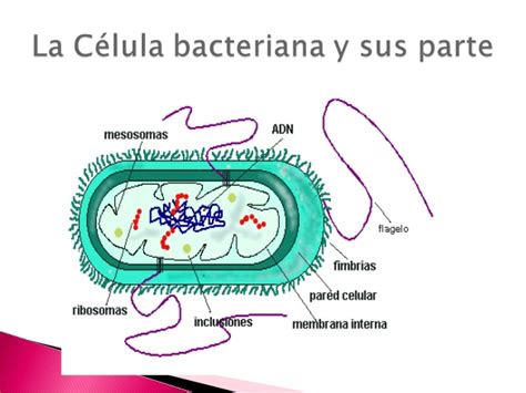 Las Bacterias — Wikisabio
