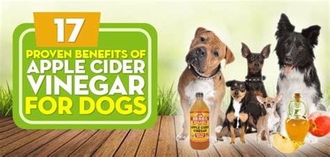 Acv Benefits For Dogs Pet Care Tips Dog Care Puppy Care Dog Training