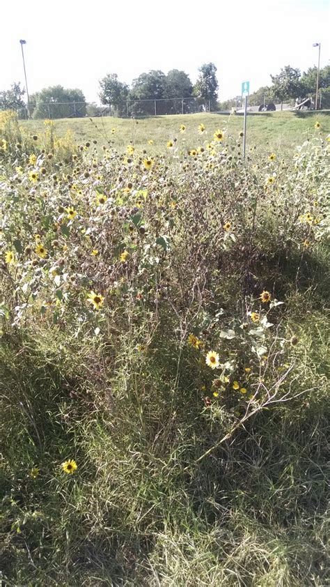 Texas Sunflower Wild Keep Austin Biodiverse