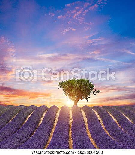 Beautiful Landscape Of Blooming Lavender Field In Sunset Lonely Tree