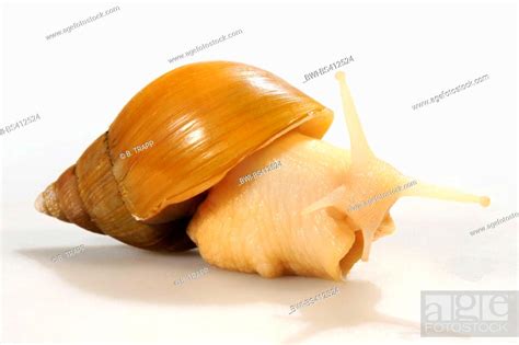 Giant African Snail Giant African Land Snail Achatina Fulica