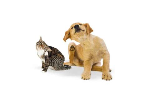 I'm extremely happy with the care my animals receive from all the doctors at northwest. Pet Flea Treatment Houston Heights | Urban Animal ...