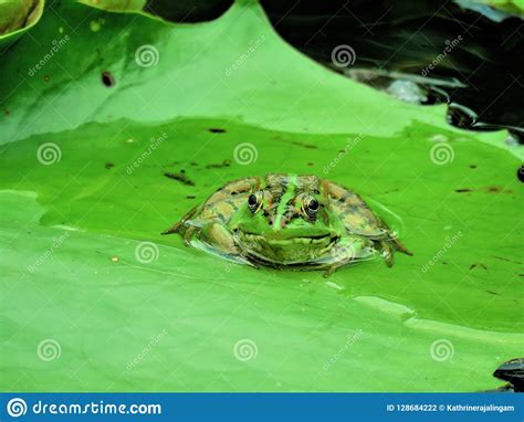 Green Pond Frog In Taiwan Stock Photo Image Of Froginlotuspond 128684222