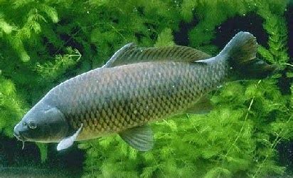 Pisahkan daging belut dengan tulangnya, lalu campurkan dengan. Berbagai Macam Umpan Jitu Mancing Ikan Fish Bait