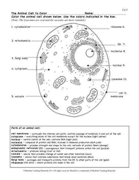 Cell membrane (light brown) nucleolus (black) mitochondria (orange) cytoplasm (light yellow) golgi apparatus (pink) lysosome (purple) 3. Animal Cell Color Page, Worksheet, and Quiz Ce-3 by ...
