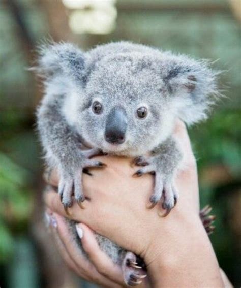 Are Koalas Really As Cute As They Look Cute Animals Cute Baby