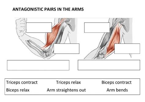 Antagonistic Muscle Pairs In The Arm Worksheet Live Worksheets