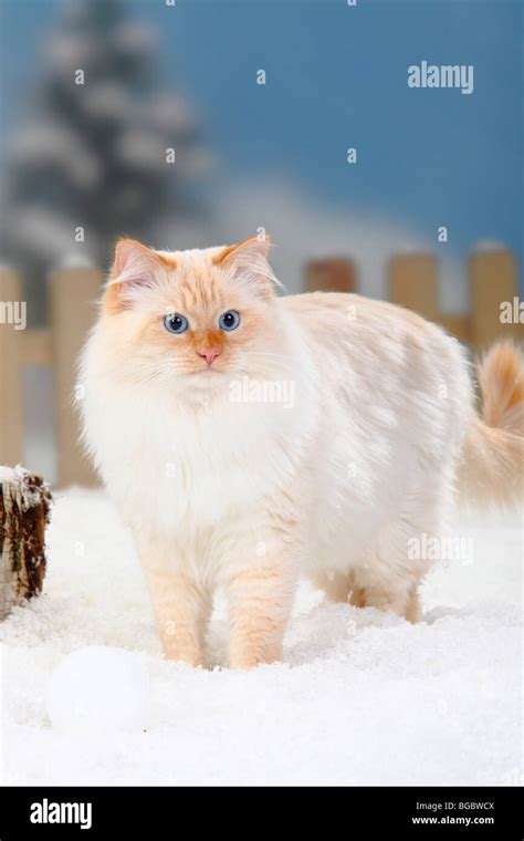 Neva Masquarade Tomcat Red Tabby Point White Siberian Forest Cat Siberian Cat Siberia