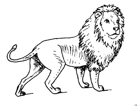 Löwe ausmalbild
