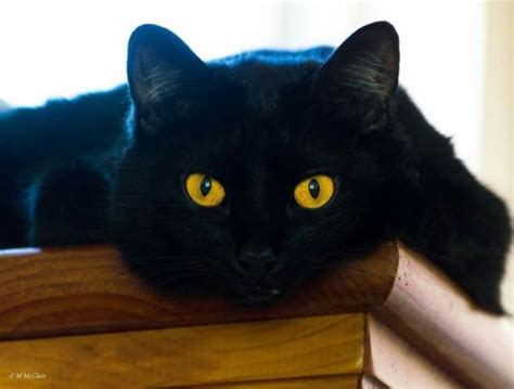 Mystique Of The Bombay The Ultimate Black Cat Pet Radio Magazine
