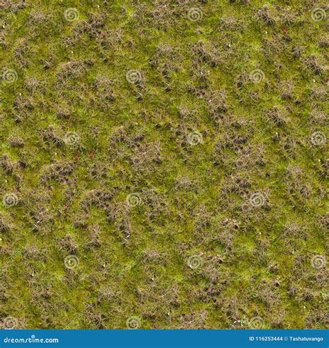 Grass With Moss Seamless Texture Stock Photo Image Of Lawn Moss