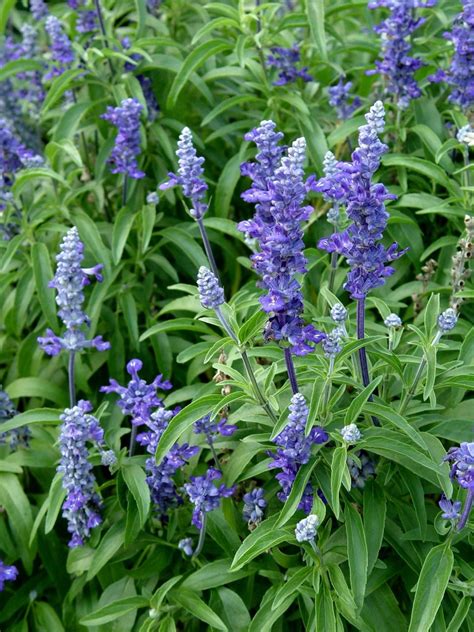 Blue Salvia ‘signum Garden Housecalls