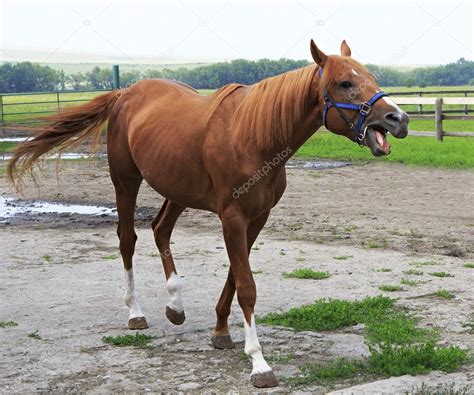 Beautiful Horse Chestnut Stallion British Breed Thoroughbred — Stock