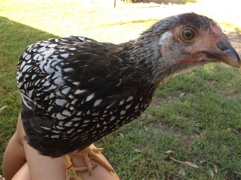 Help Sexing Wyandotte Chickens 2 Weeks On Update Backyard Chickens Learn How To Raise Chickens