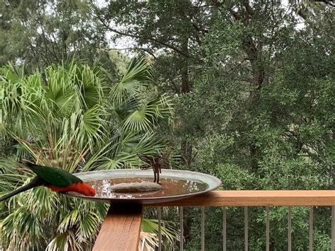 We did not find results for: Large Spun Copper Dish | Copper dishes, Bird bath garden ...