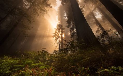 Nature Landscape Sunrise Redwood Sun Rays Forest Trees Mist