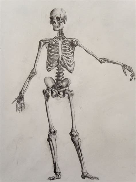Skeleton Done In Pencil Skeleton Art Human Skeleton Art