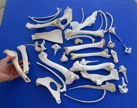 4 Pound Box Of Wild Boar Bones And Whitetail Deer Bones Rib Vertebrae